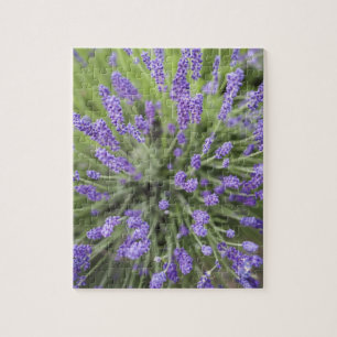 Quebra-cabeça Plantas de lavanda