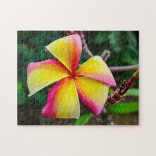 Quebra-cabeça Plumeria rubra
