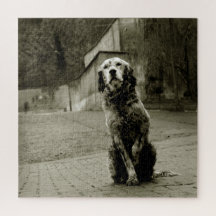 Pobre Cão Esperando