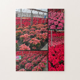 Quebra-cabeça Poinsettia Flor de Natal Estufa Flores Vermelhas