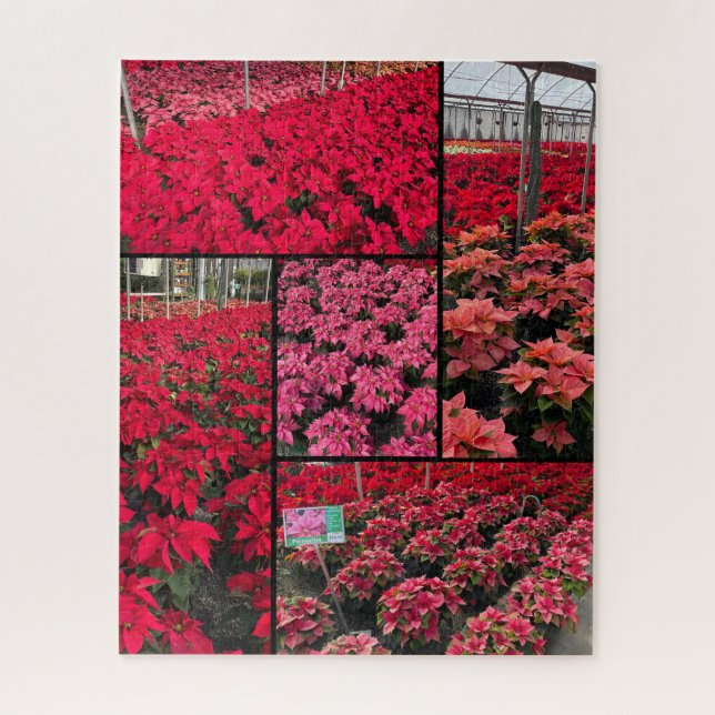 Quebra-cabeça Poinsettias de Natal Difíceis 500 peças (Vertical)