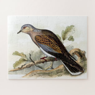 Quebra-cabeça Pombo Rola Streptopelia Pintura Natureza Pássaros 