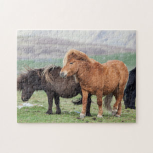 Quebra-cabeça Pônei Shetland, Ilhas Shetland, Escócia 2