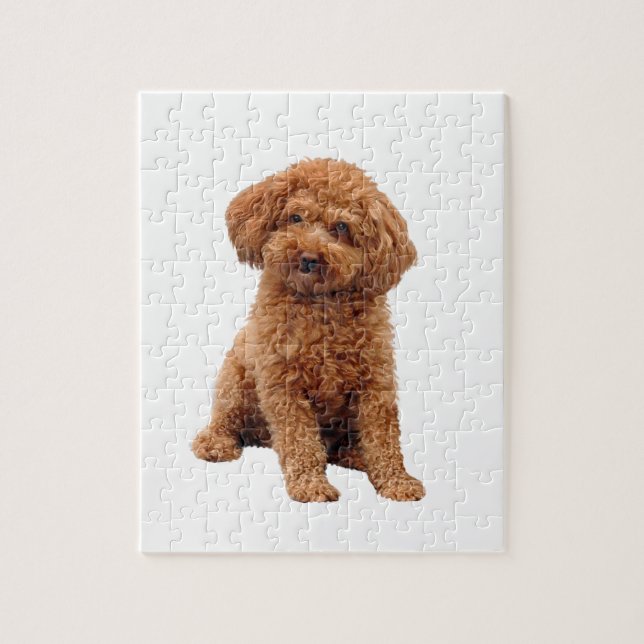 Quebra-cabeça Poodle - Brinquedo (Damasco) (Vertical)