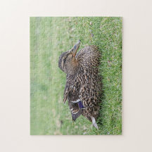 Portrait of a female mallard