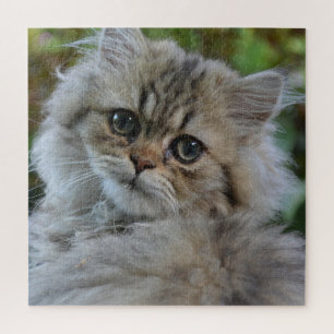 Quebra-cabeça Pretty Persian Kitten