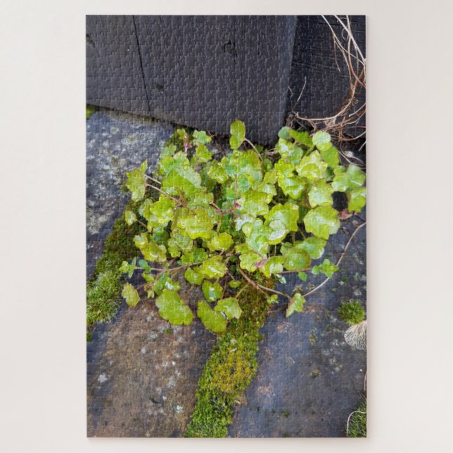 Quebra-cabeça Primavera despertando, pequena flor com gotas de c (Vertical)