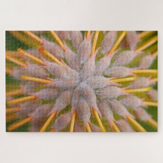 Quebra-cabeça Protea Leucospermum praecox. . Protea travesseiro. (Horizontal)
