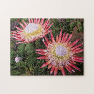 Quebra-cabeça Protea-rei (Protea Cynaroides), Helderberg