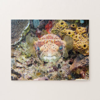 Quebra-cabeça Pufferfish