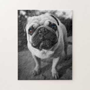 Quebra-cabeça Pug considerável