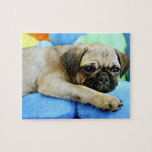 Quebra-cabeça Pug deitado em travesseiros