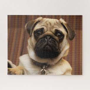Quebra-cabeça Pug Puppy