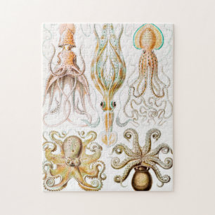 Quebra-cabeça Pula de Octopus, Gamochonia por Ernst Haeckel