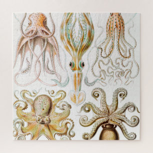 Quebra-cabeça Pula de Octopus, Gamochonia por Ernst Haeckel