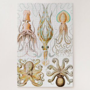 Quebra-cabeça Pula de Octopus, Gamochonia por Ernst Haeckel