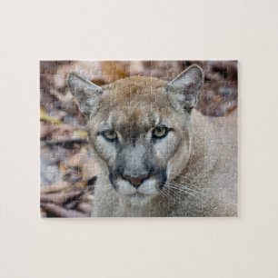 Quebra-cabeça Puma, leão-da-montanha, pantera-da-flórida, Puma