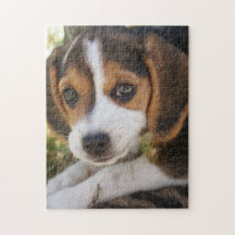 Puppy Dog Beagle  
