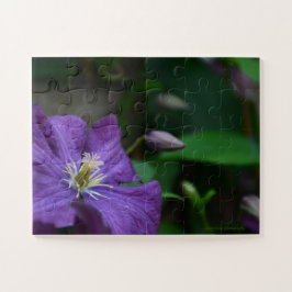 Quebra-cabeça Purple Clematis