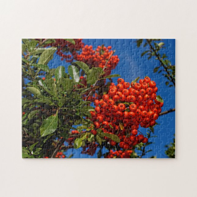 Quebra-cabeça Pyracantha Coccinea / Scarlet Firethorn (Horizontal)