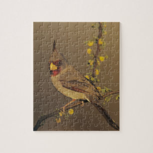 Quebra-cabeça Pyrrhuloxia, Cardinalis sinuatus