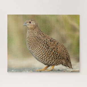 Quebra-cabeça Quail