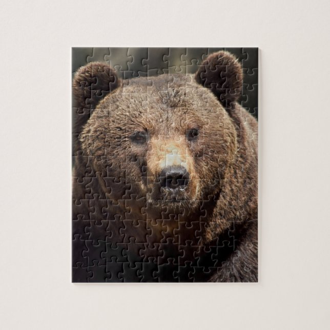 QUEBRA-CABEÇA QUEBRA- CABEÇA 8X10 DO URSO CINZENTO (Vertical)
