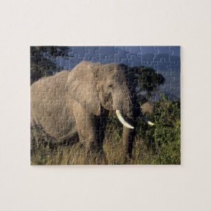 Quebra-cabeça Quênia: Amboseli, elefante africano macho