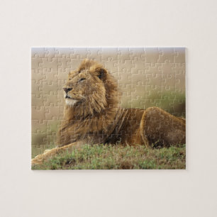 Quebra-cabeça Quênia, Masai Mara Leão macho