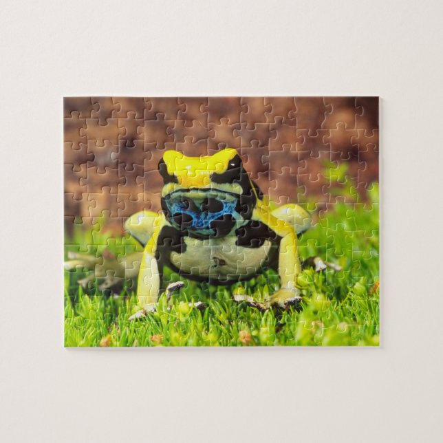 Quebra-cabeça Rã-veneno-de-tinta, Dendrobates tinctorius, (Horizontal)
