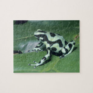 Quebra-cabeça Rã venenosa, (Dendrobates auratus) Cahuita