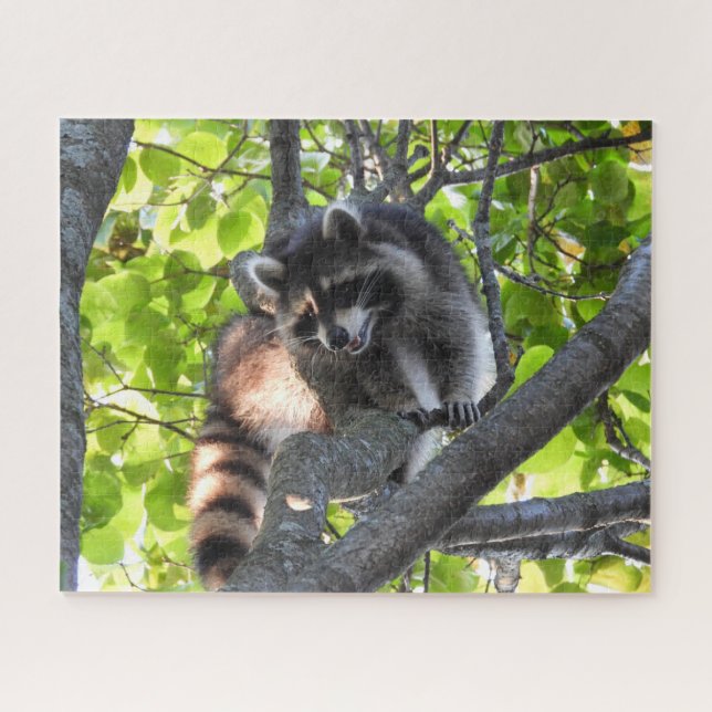 Quebra-cabeça Raccoon em uma árvore (Horizontal)