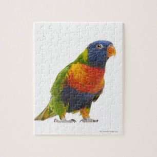 Quebra-cabeça Rainbow Lorikeet fêmea - Trichoglossus