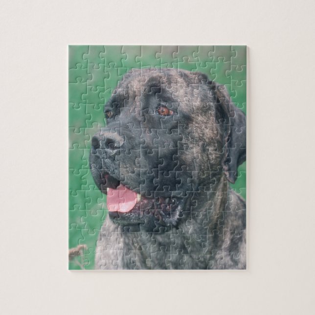 Quebra-cabeça rajado do cão de Masstiff (Vertical)