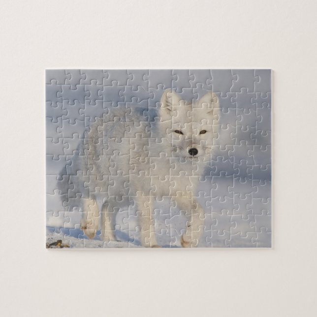Quebra-cabeça Rapa-fox, Alasca (Horizontal)