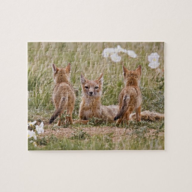 Quebra-cabeça Raposa Veloz (Vulpes velox) fêmea com filhotes em (Horizontal)