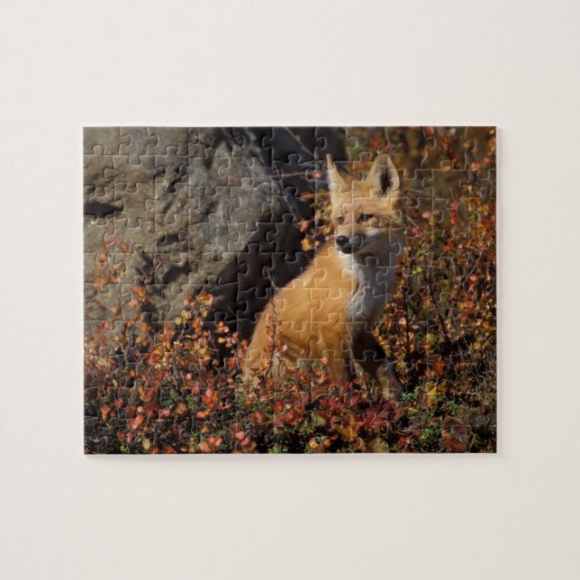 Quebra-cabeça raposa-vermelha, Vulpes vulpes (Horizontal)
