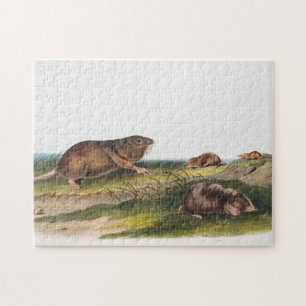 Quebra-cabeça Rato Meridional, Ilustração Shrew Mole