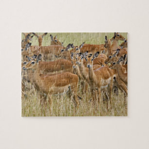 Quebra-cabeça Rebanho de impalas fêmeas, Masai Mara, Quênia.