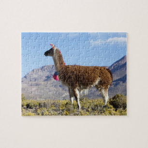 Quebra-cabeça Rebanho de lamas decorados na Puna, cordilheira do
