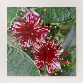 Quebra-cabeça Red Blooming Feijoa, Flor da Nova Zelândia