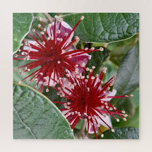 Quebra-cabeça Red Blooming Feijoa, Flor da Nova Zelândia (Vertical)