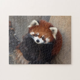 Quebra-cabeça Red Panda Puzzle