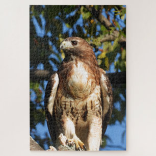 Quebra-cabeça Red Tail Hawk, Pássaro De Pé