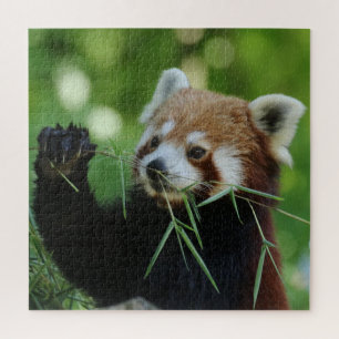Quebra-cabeça RedPanda 2020-03-01