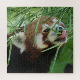 Quebra-cabeça RedPanda 2020-03-03