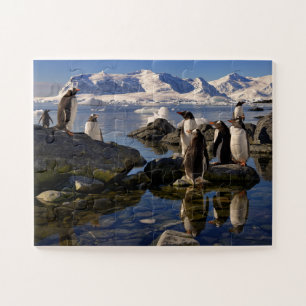 Quebra-cabeça Reflexões de Gentoo Penguins na Antártida