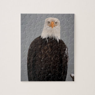 Quebra-cabeça Retrato de Águia Americana na Neve, Haliaeetus