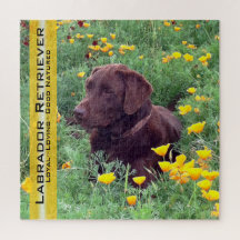 Retrato de Chocolate Retrato California Poppies Mo