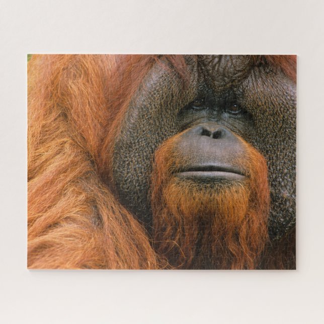 Quebra-cabeça Retrato de Orangutango Macho, Geórgia, EUA (Horizontal)